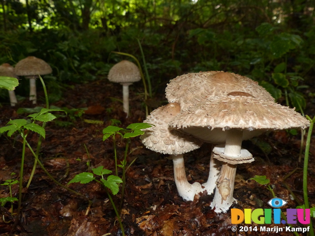 FZ007944 Mushrooms (Lepiota excoriata)